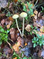 Attēlu rezultāti vaicājumam “Protostropharia alcis”