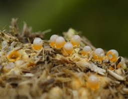 Attēlu rezultāti vaicājumam “Sphaerobolus stellatus”