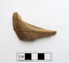 Image result for Archosargus probatocephalus