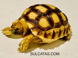 Attēlu rezultāti vaicājumam “Laurilia sulcata”