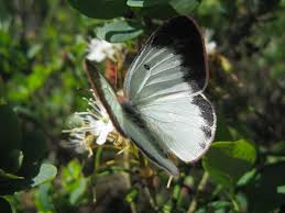 Attēlu rezultāti vaicājumam “Colias palaeno female”