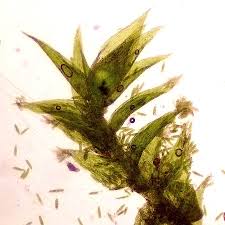 Attēlu rezultāti vaicājumam “Plagiothecium latebricola”