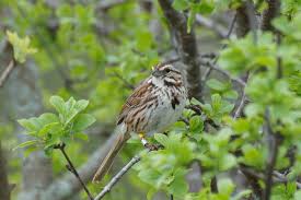 Image result for Melospiza melodia