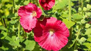 Image result for Alcea rosea `Appleblossom`