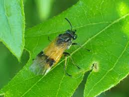 Attēlu rezultāti vaicājumam “Euura pedunculi”