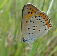 Attēlu rezultāti vaicājumam “Lycaena alciphron”