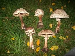 Attēlu rezultāti vaicājumam “Macrolepiota rhacodes var. bohemica”