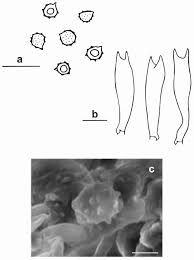 Attēlu rezultāti vaicājumam “Ramariopsis kunzei”