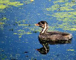 Attēlu rezultāti vaicājumam “Podiceps cristatus juvenile”
