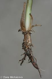 Attēlu rezultāti vaicājumam “Scirpus sylvaticus fruit”