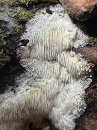 Attēlu rezultāti vaicājumam “Dentipellis fragilis”