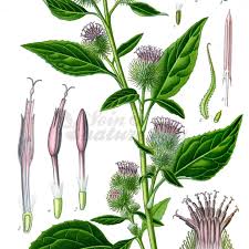 Attēlu rezultāti vaicājumam “Arctium lappa”