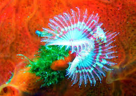 Attēlu rezultāti vaicājumam “Serpoleskea subtilis”