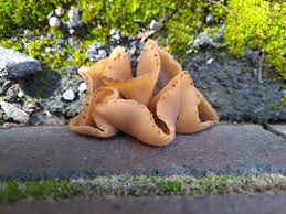 Attēlu rezultāti vaicājumam “Peziza flavida”