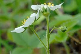Attēlu rezultāti vaicājumam “Fragaria viridis flower”