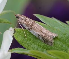 Attēlu rezultāti vaicājumam “Zophodia grossulariella”