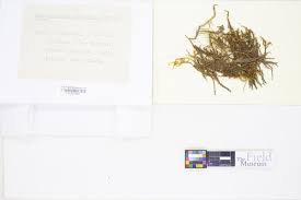 Attēlu rezultāti vaicājumam “Drepanocladus aduncus var. polycarpon”