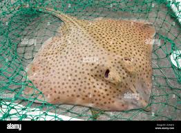 Image result for Raja montagui