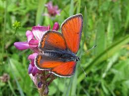 Attēlu rezultāti vaicājumam “Lycaena hippothoe underside”