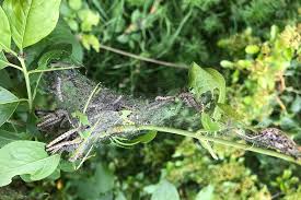 Attēlu rezultāti vaicājumam “Yponomeuta evonymella imago”
