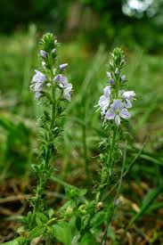 Image result for Veronica officinalis