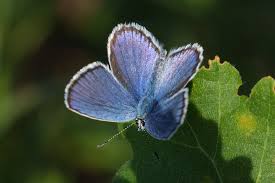 Attēlu rezultāti vaicājumam “Plebejus argus / Plebejus idas”