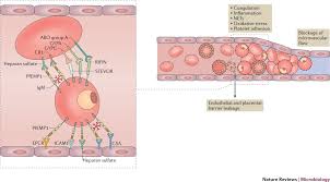 Attēlu rezultāti vaicājumam “Enteridium variabile plasmodium”