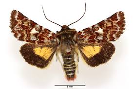 Attēlu rezultāti vaicājumam “Anarta myrtilli larva”