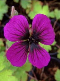 Image result for Geranium `Sandrine`