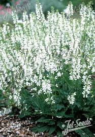 Attēlu rezultāti vaicājumam “Salvia pratensis”