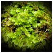 Attēlu rezultāti vaicājumam “Philonotis”