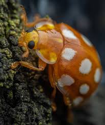 Attēlu rezultāti vaicājumam “Halyzia sedecimguttata”