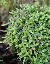 Attēlu rezultāti vaicājumam “Hypnum cupressiforme var. lacunosum”