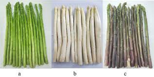 Attēlu rezultāti vaicājumam “Asparagus officinalis”