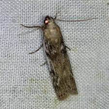 Attēlu rezultāti vaicājumam “Zophodia grossulariella”