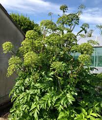 Image result for Angelica archangelica
