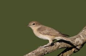 Attēlu rezultāti vaicājumam “Sylvia borin adult”