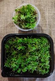 Attēlu rezultāti vaicājumam “Sphagnum flexuosum”