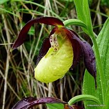 Attēlu rezultāti vaicājumam “Cypripedium calceolus”