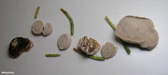 Attēlu rezultāti vaicājumam “Perenniporia subacida”