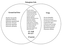 Attēlu rezultāti vaicājumam “Diderma hemisphaericum stalked”