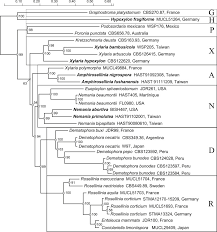 Attēlu rezultāti vaicājumam “Rosellinia desmazieri spores”