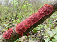 Attēlu rezultāti vaicājumam “Cytidia salicina”