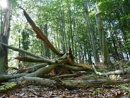 Attēlu rezultāti vaicājumam “Melandrya dubia”