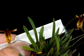 Attēlu rezultāti vaicājumam “Epirhoe tristata”