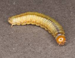 Attēlu rezultāti vaicājumam “Hadula trifolii larva”