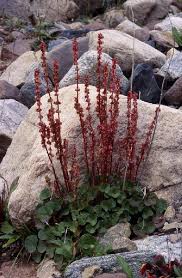 Attēlu rezultāti vaicājumam “Polygonaceae”