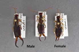 Attēlu rezultāti vaicājumam “Forficula auricularia male”