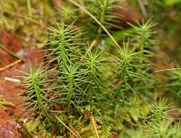 Attēlu rezultāti vaicājumam “Polytrichum commune sporophyte”
