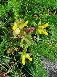 Attēlu rezultāti vaicājumam “Rhinanthus minor leaf”